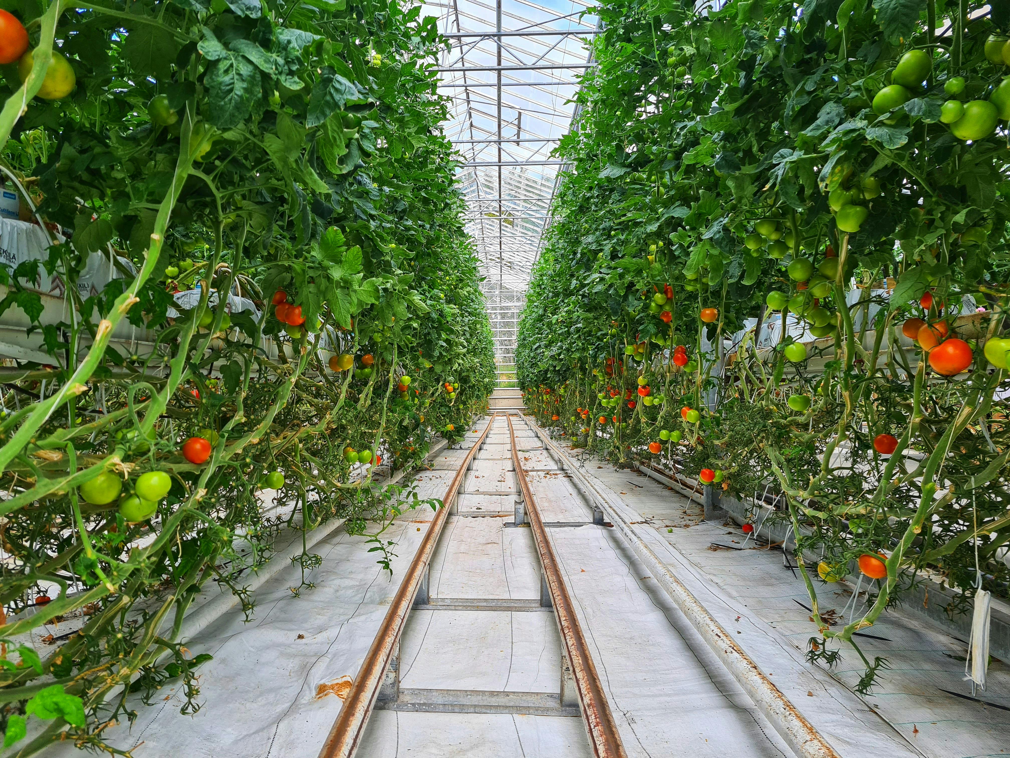 pexels-photo-5005518-5005518 Green and red tomatoes growing on high bushes in contemporary greenhouse with automatic watering system
